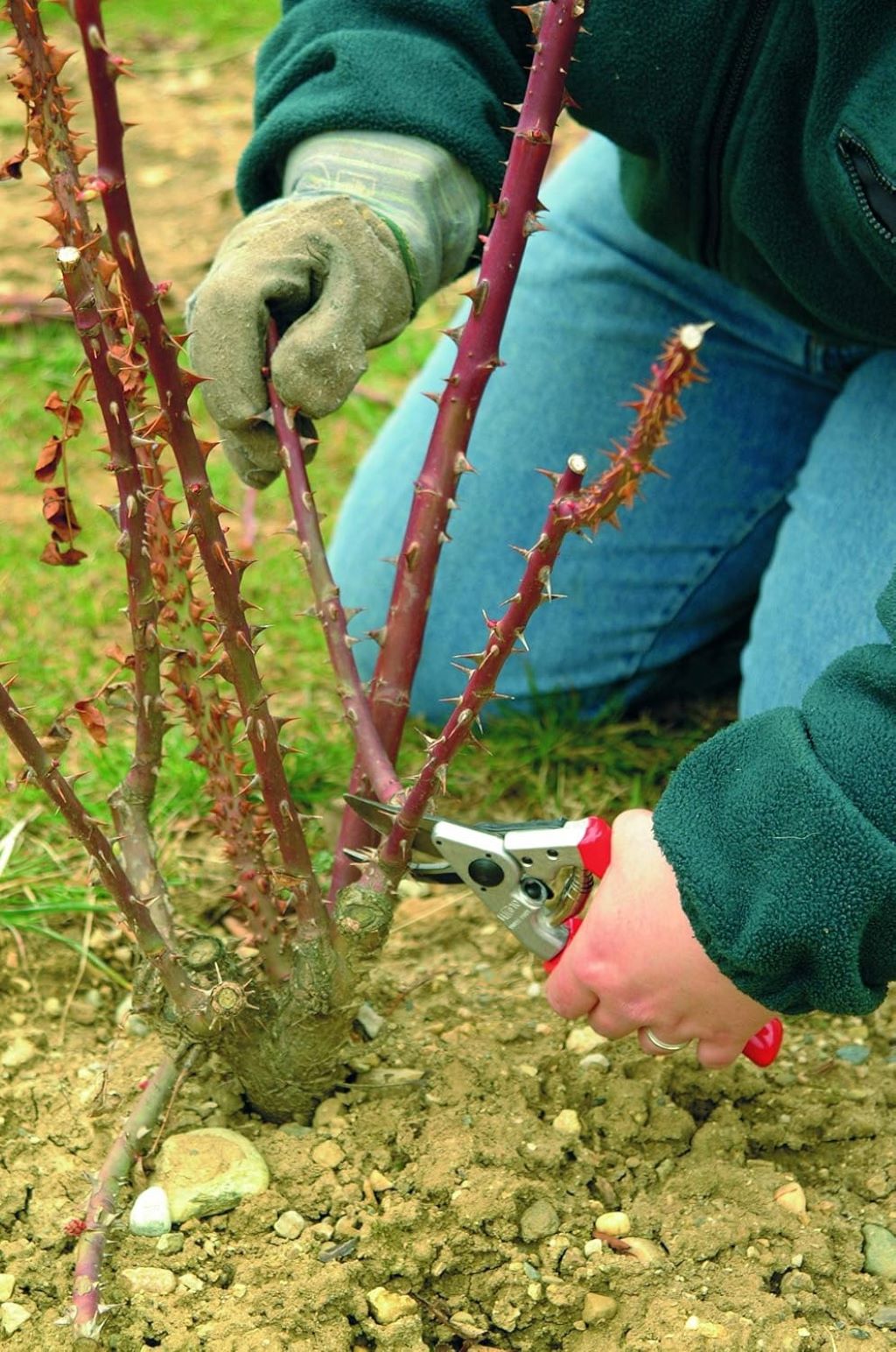 Swiss-made Felco F10 garden pruners designed for left-handed gardeners for clean, precise cuts