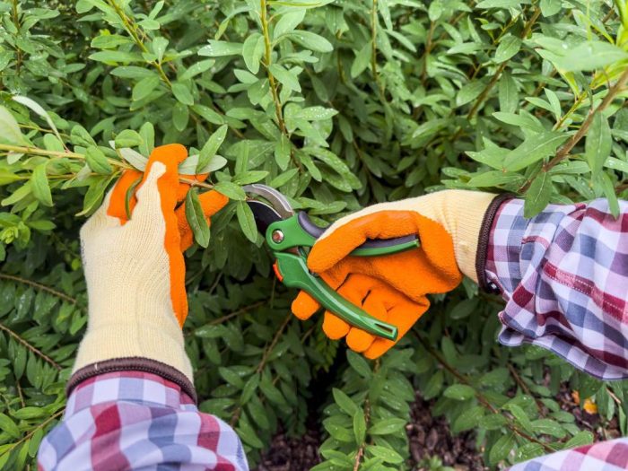A gardener trims a bush with pruning shears, demonstrating precision and care in gardening