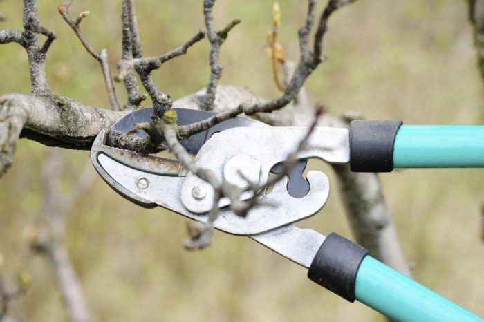 Clipping a Thick Branch with Loppers
