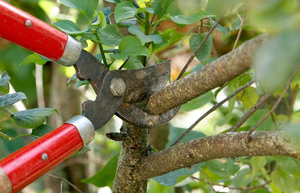 Gardener using loppers to cut thick tree branch cleanly