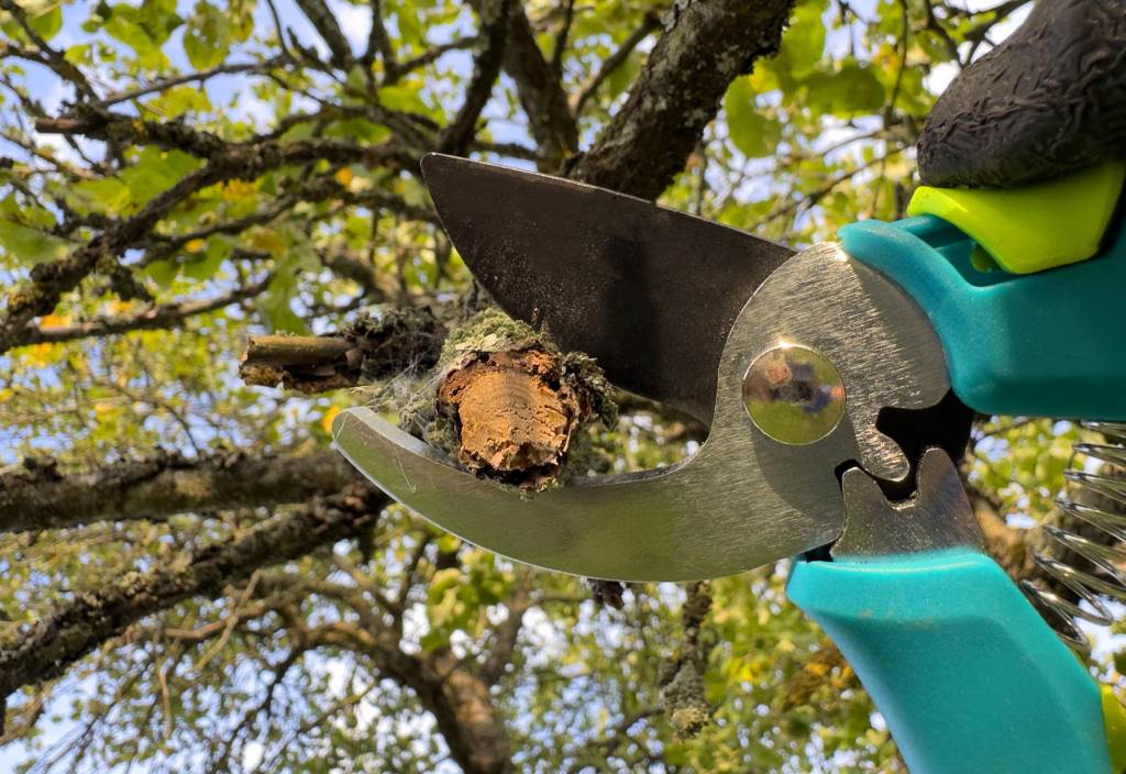 Heavy duty pruning shears cutting a thick garden branch